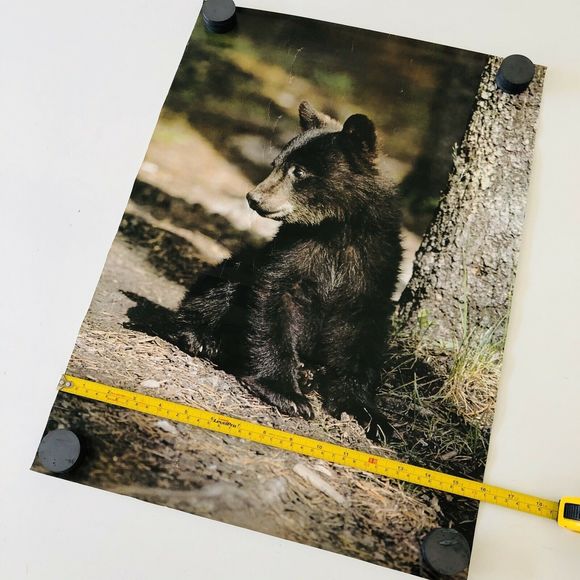 VTG 1978 Stuart Cassidy Poster #18 Black Bear Cub - Picture 3 of 5